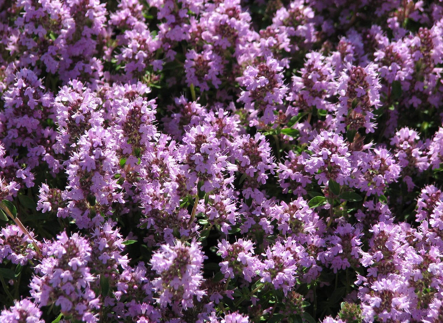 https://riversidegardencentre.com/userfiles/product/5c5186e98bde3-thymus-pulegioides.jpg