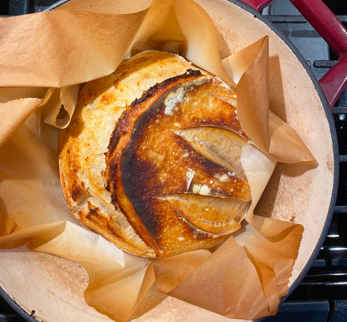 Freshly baked loaf of sourdough in a red dutch oven