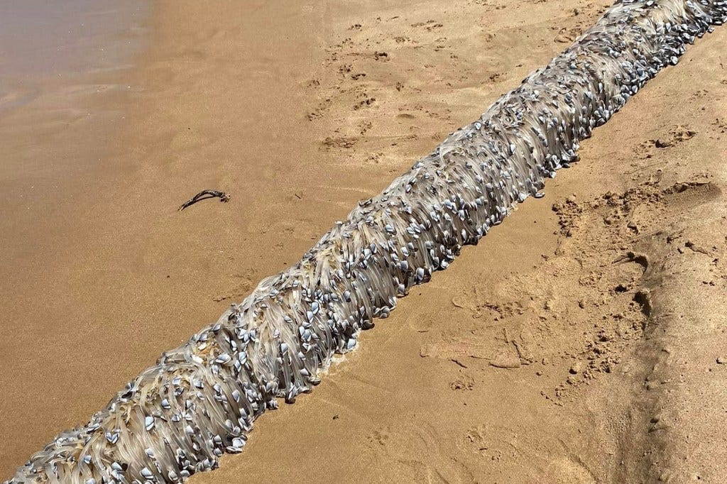 Alien-like creature washes up on beach, stunning visitors: 'The freakiest  thing I've ever seen'