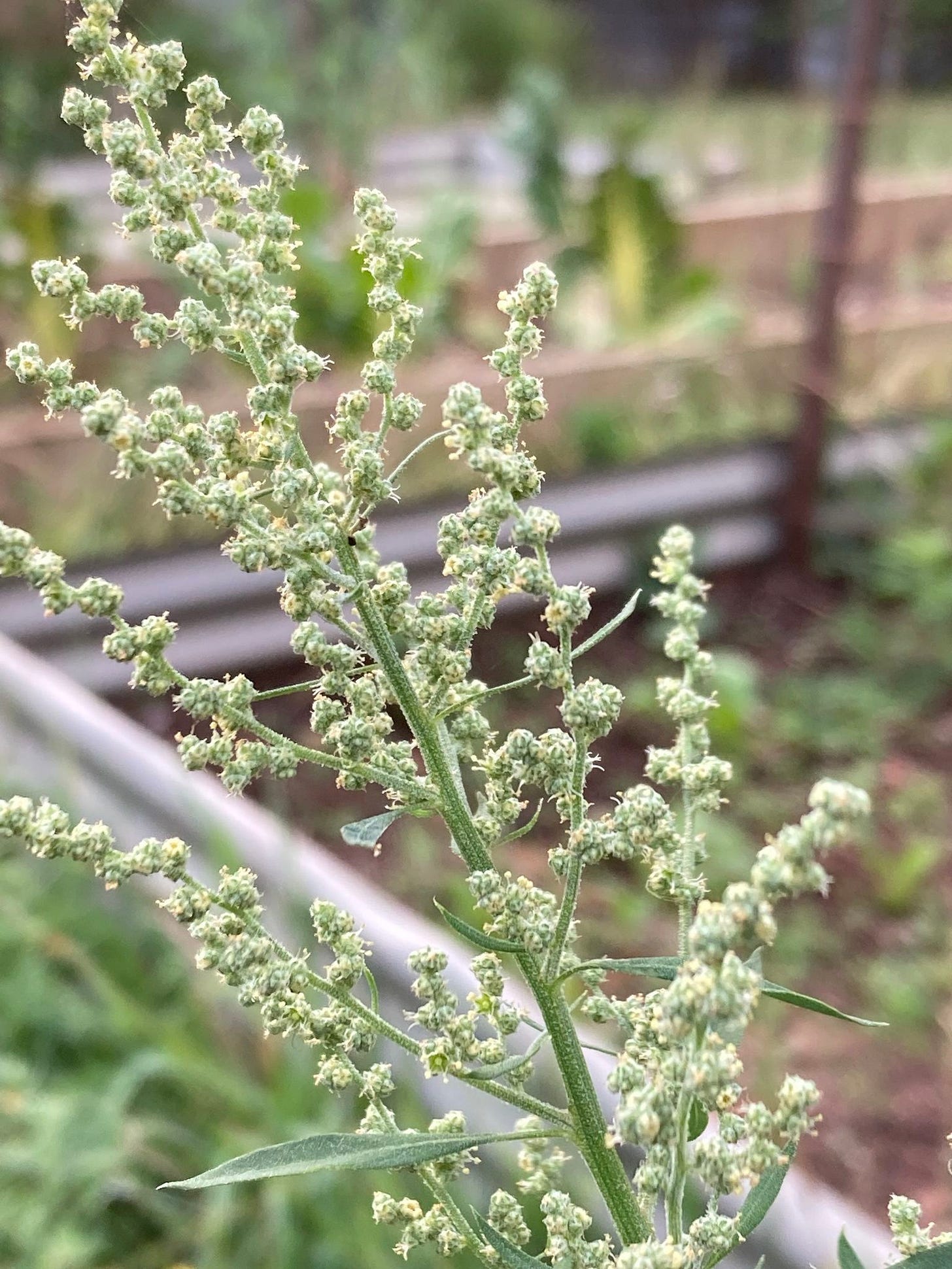 Chenopodium album [seed head - ATLAS - S. Pitt, 2022].jpeg