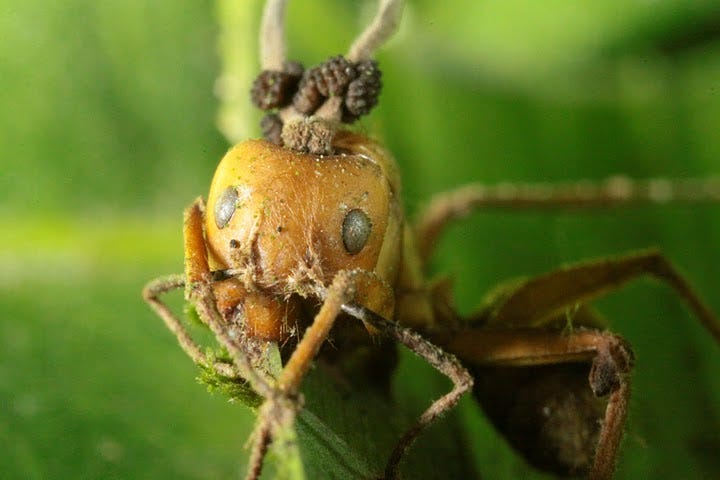 Mind Control: Gallery of Zombie Ants | Live Science
