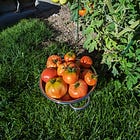 Nine Tomato Plants & A Dream