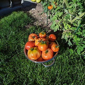 Nine Tomato Plants & A Dream