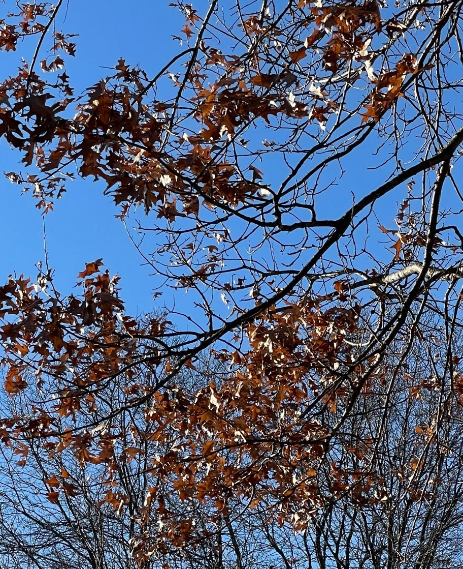 A tree branches with brown leaves

Description automatically generated