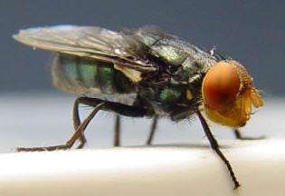 Screwworm fly. The Mexican-American Commission for the Eradication of the Screwworm - The Mexican-American Commission for the Eradication of the Screwworm. Public Domain