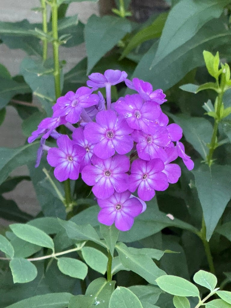 A purple flower with green leaves

AI-generated content may be incorrect.