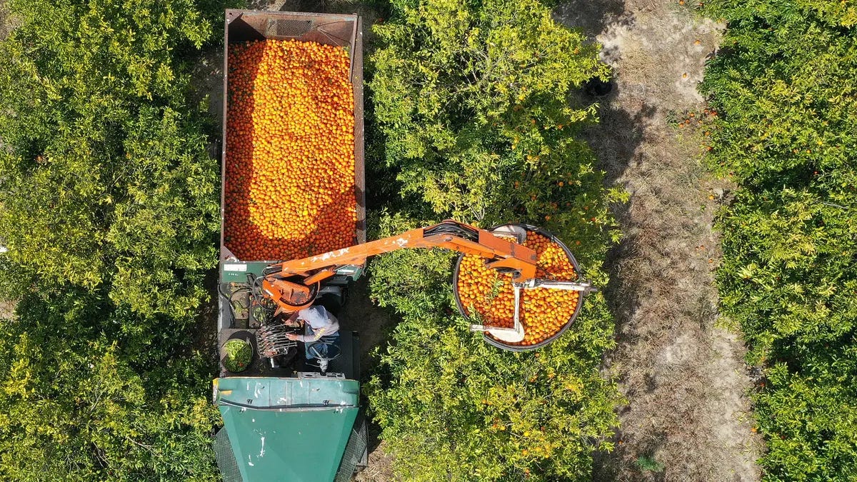 Tropicana orange supplier Alico to exit citrus business | Agriculture Dive
