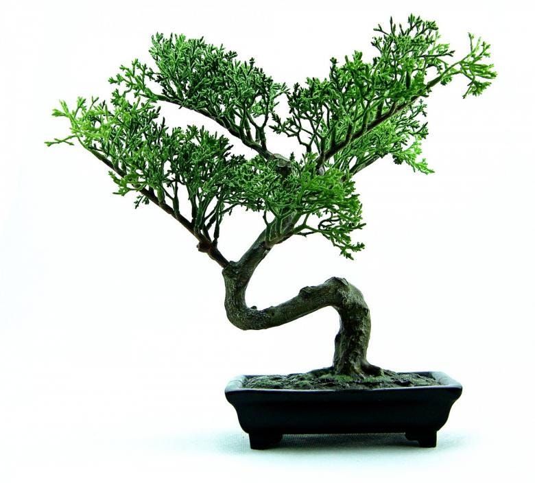 Bonsai - Free Stock Photo by Pixabay on Stockvault.net