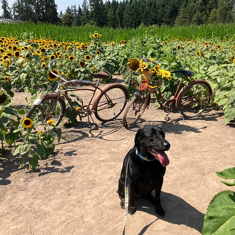 Sunflower farm, sunflowers, maze, windows, doors, and bikes