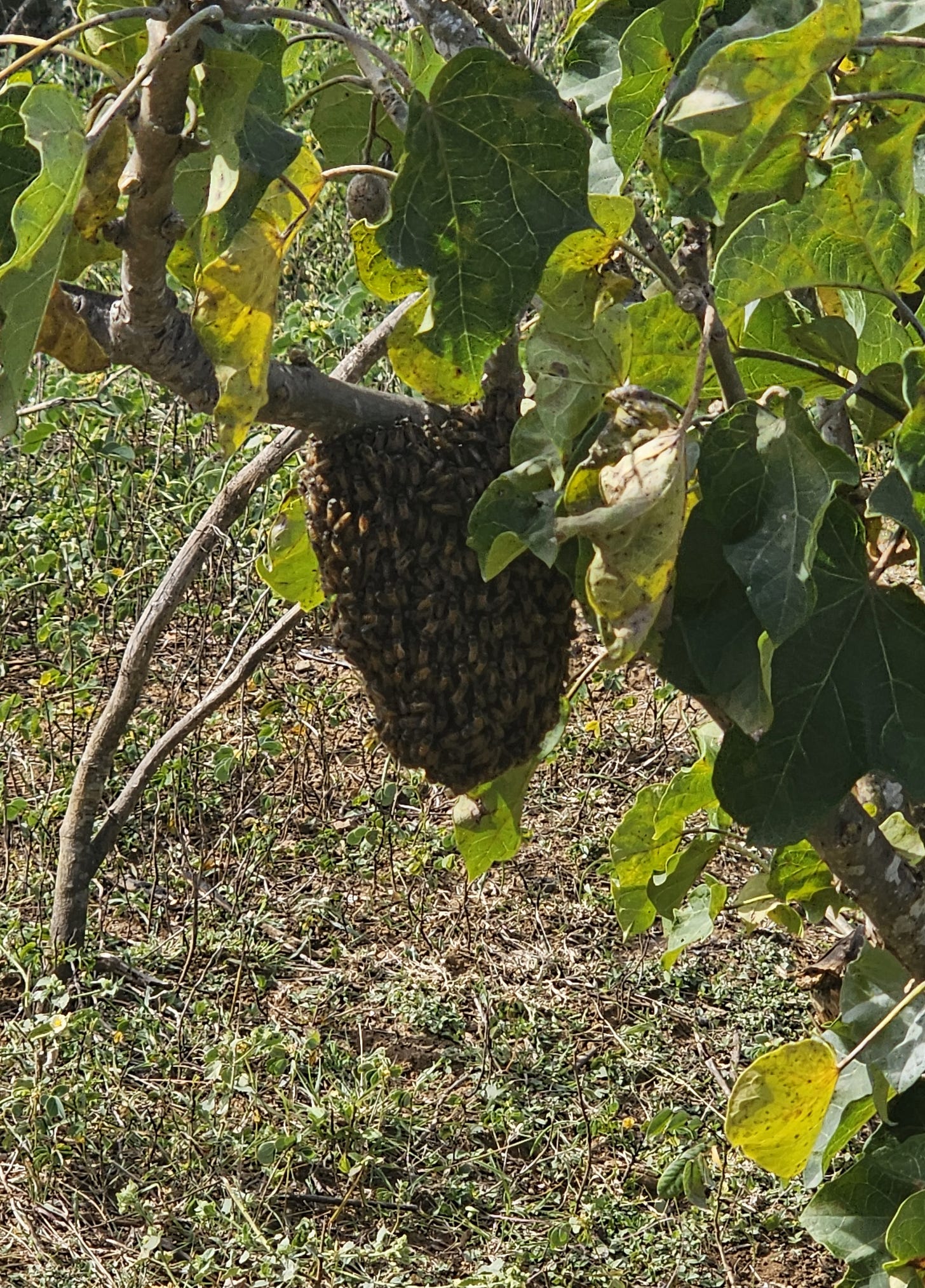 Lush green foliage and branches in the Nilgiris, showing the natural habitat where bees live.