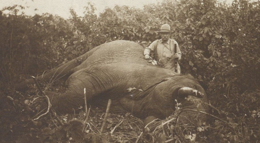 Roosevelt elephant safari