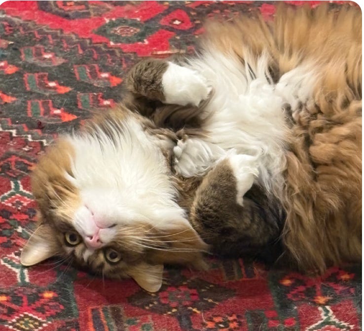 upside down calico showing white underbelly and crazed greene eyes