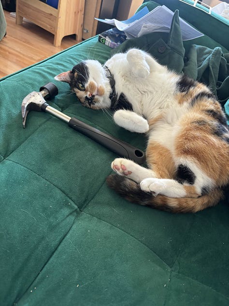 Photos of 5 housecats
