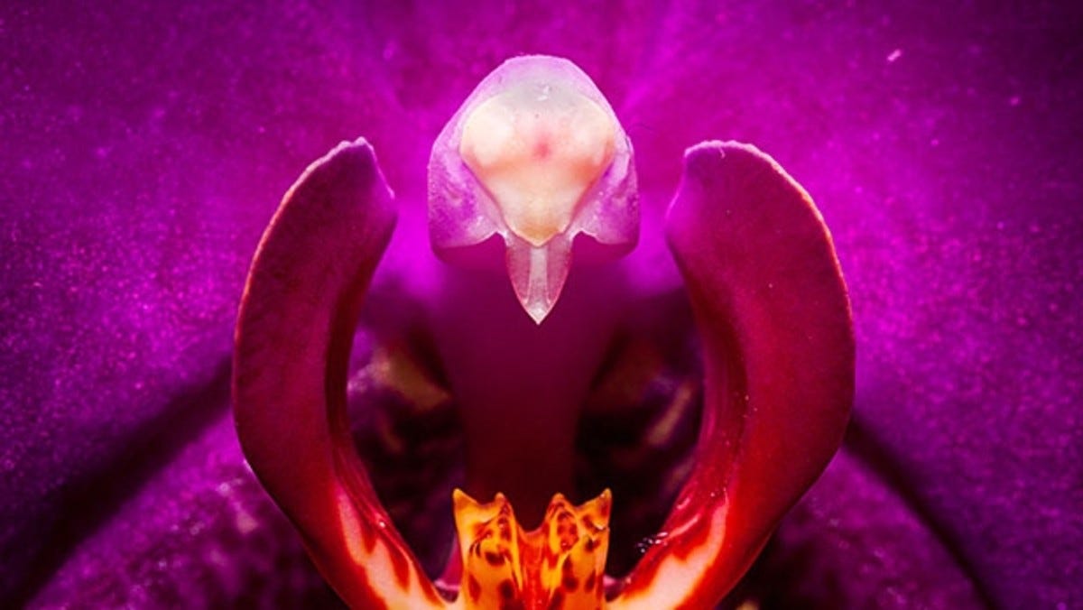 Flor que asemeja un clítoris