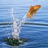 THE GOLD FISH: A Hypothetical Memoir