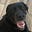 Bocephus's avatar