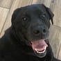 Bocephus's avatar