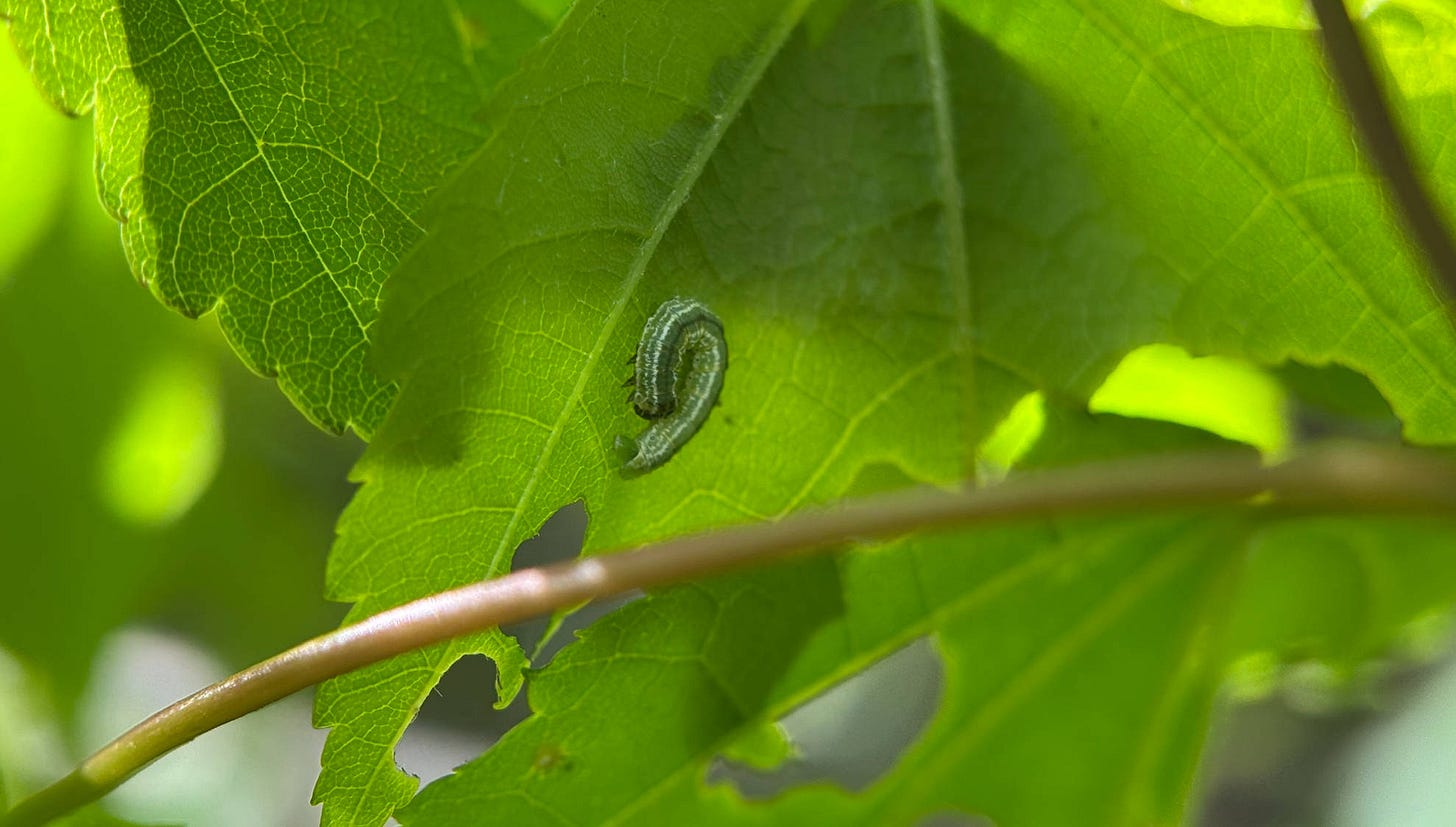 Small larvae or caterpillar, green with a white stripe, on the bottom of a maple leaf. Several holes have been chewed out of the leaf.