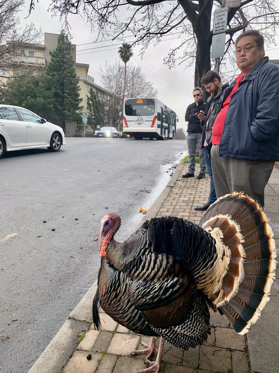 The wild street turkey standing in a casual carpool line in 2019. Oakland, California. (Image source: Meghan Bennett /  Creative Commons)