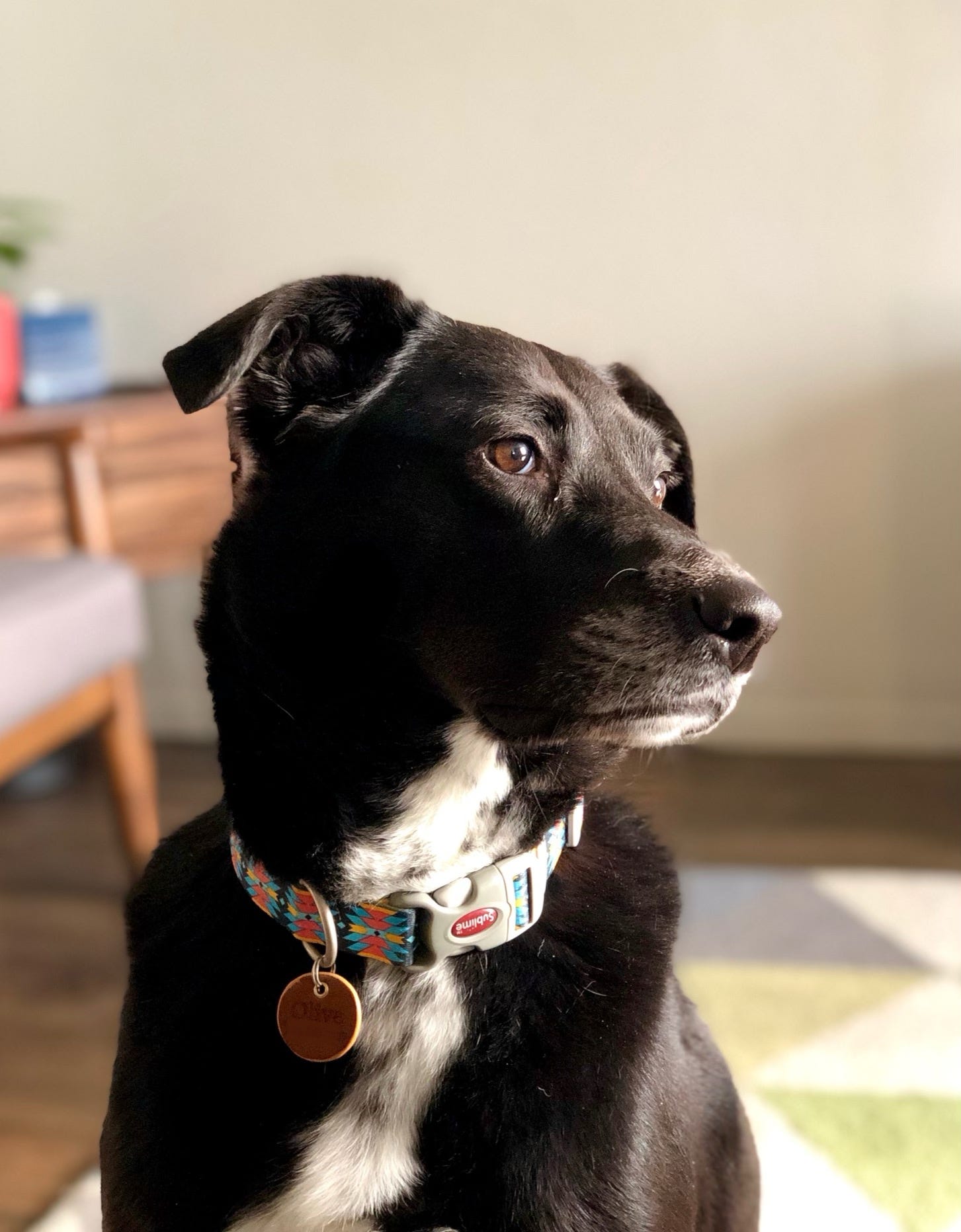 Olive the dog