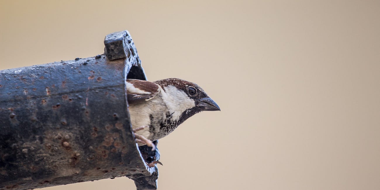 Navigating a Whackadoodle World: Episode 43, or Someday we must all leave the nest if we want to fly.
