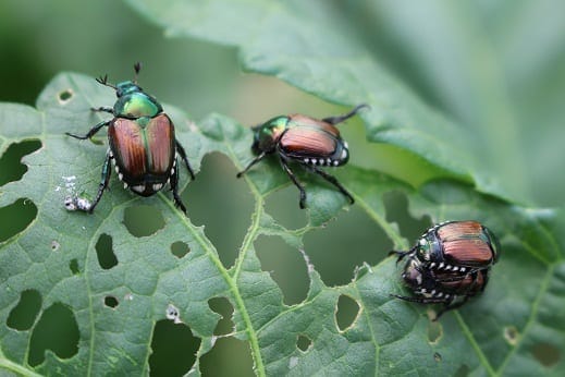 Managing Japanese Beetles in the Garden: An Integrated Pest Management Approach – Halton region Master Gardeners Managing Japanese Beetles in the Garden: An Integrated Pest Management Approach – Halton region Master Gardeners