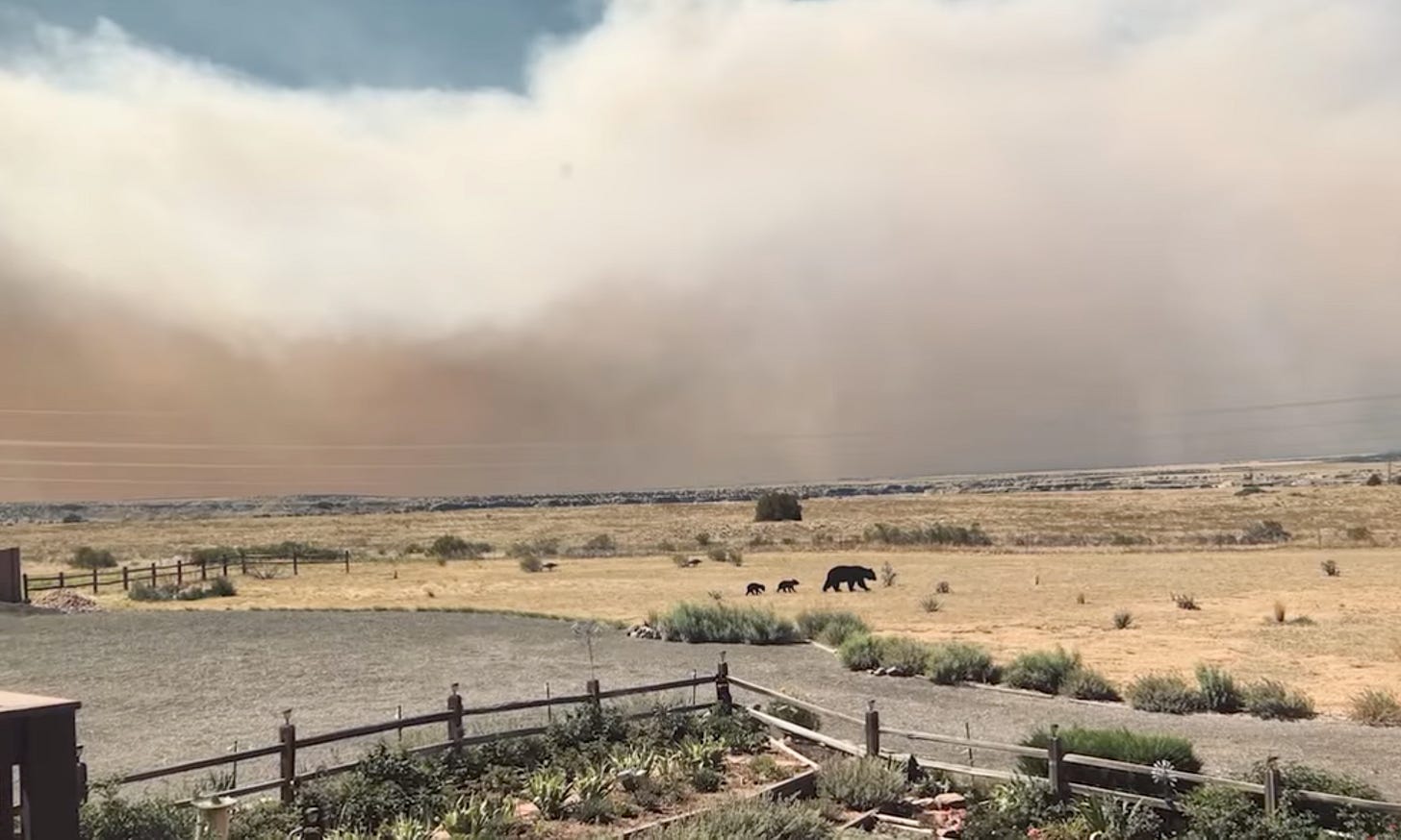 Mother bear and two cubs cross parched, brown landscape. Smoke fills the sky.
