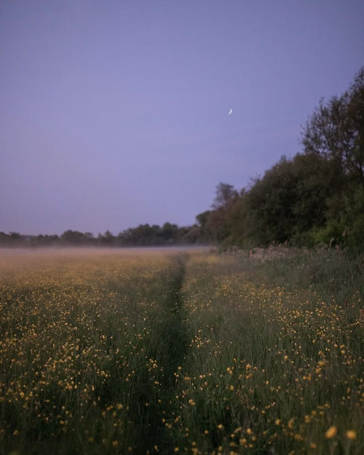 This may contain: a foggy field with yellow flowers and trees in the distance at dusk or dawn