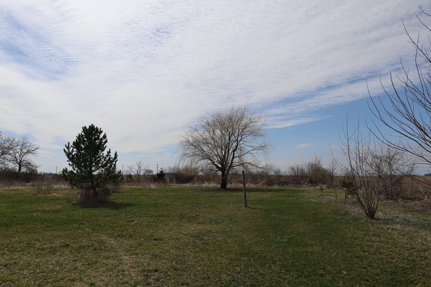 Crazy Maurice, the Weeping Willow, stands guard over the northwest pasture