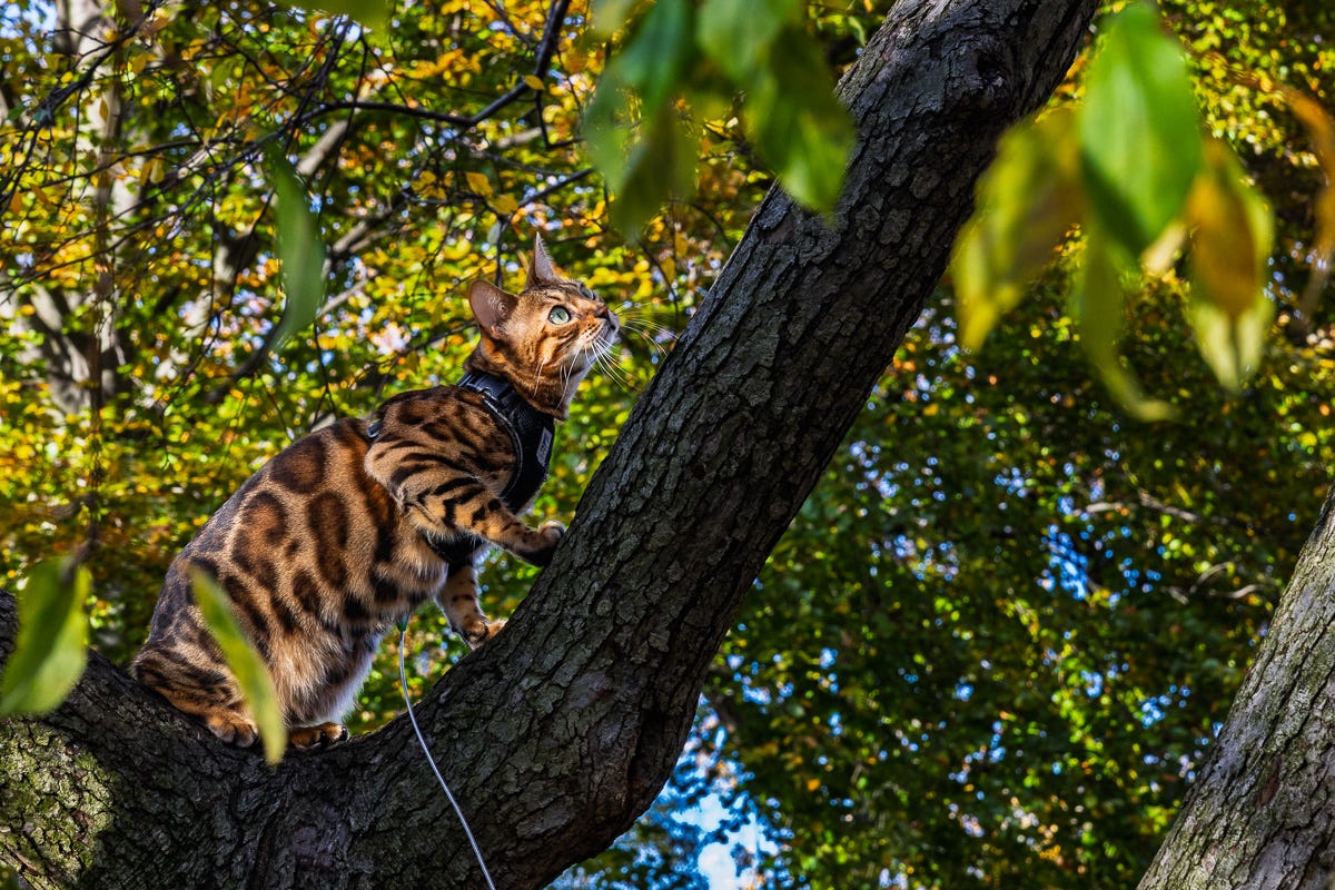 bengal cat wearing a harness climbs a low tree branch surrounded by bright fall leaves