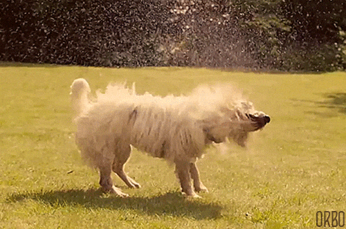 Dog Shaking Ears GIFs - Find & Share on GIPHY