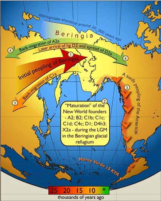 Map of gene flow in and out of Beringia (CC BY-SA 2.5) Map of gene flow in and out of Beringia (CC BY-SA 2.5)