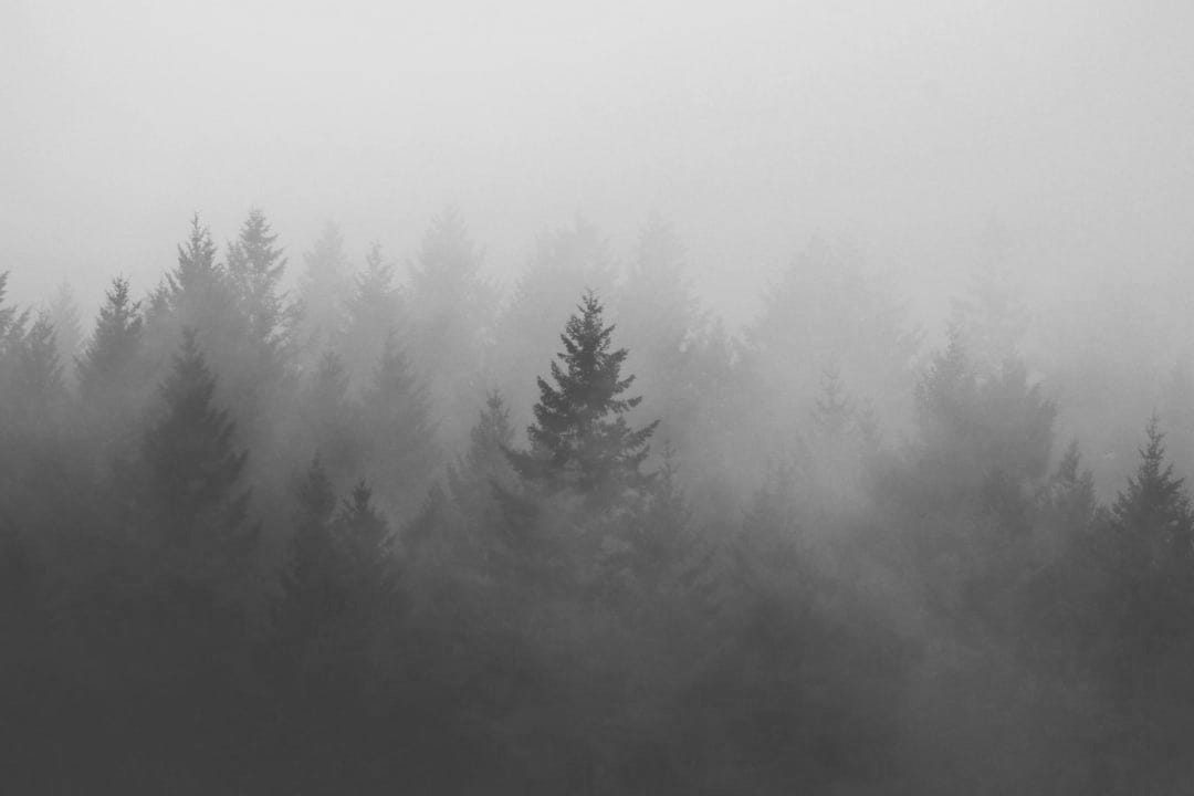 forest covered with fogs forest covered with fogs
