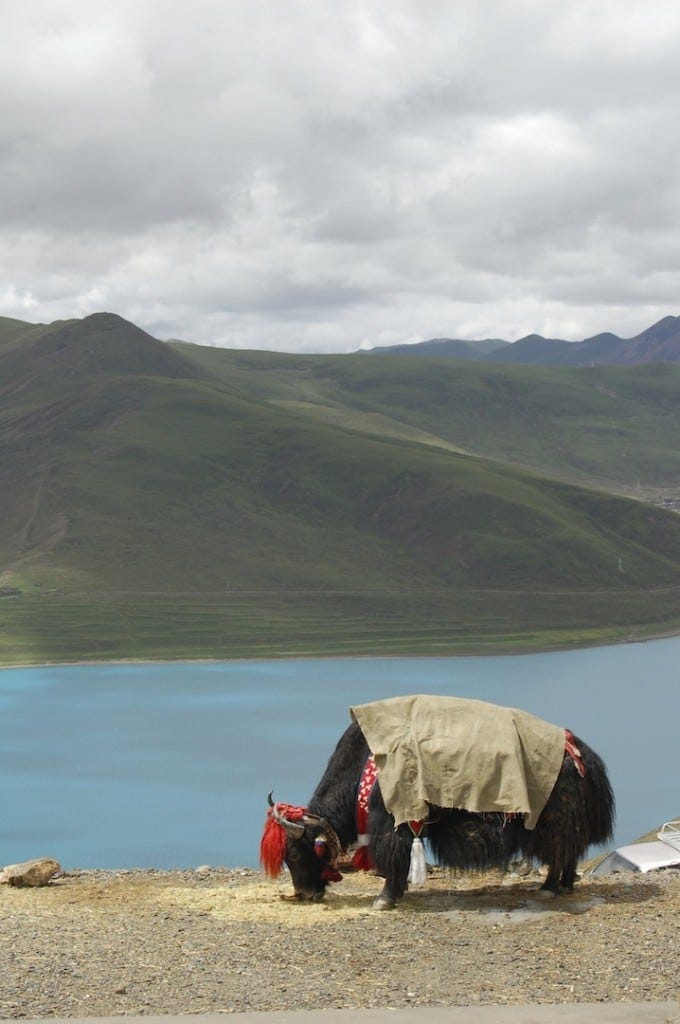 What is Tibet without a Yak shot?!
