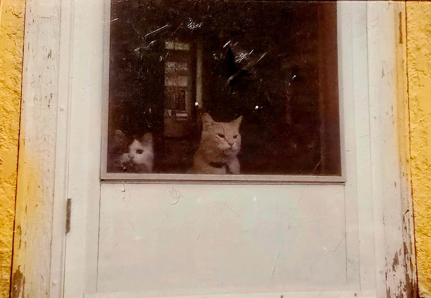 Three cats look through a screen door to the outside. The one on the left is white and black with long hair. The one in the middle is a pale ginger cat. The one on the right is a black cat that is hardly visible.
