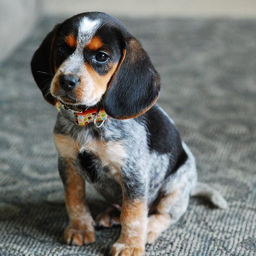 Bluetick Coonhound for sale, Bluetick Coonhound puppy for sale
