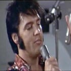 (Still) Wild About Elvis