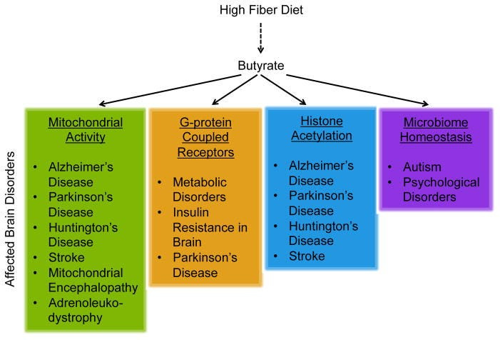 A high-fiber diet can increase production of butyrate, which may exert neuroprotective effects. A high-fiber diet can increase production of butyrate, which may exert neuroprotective effects.