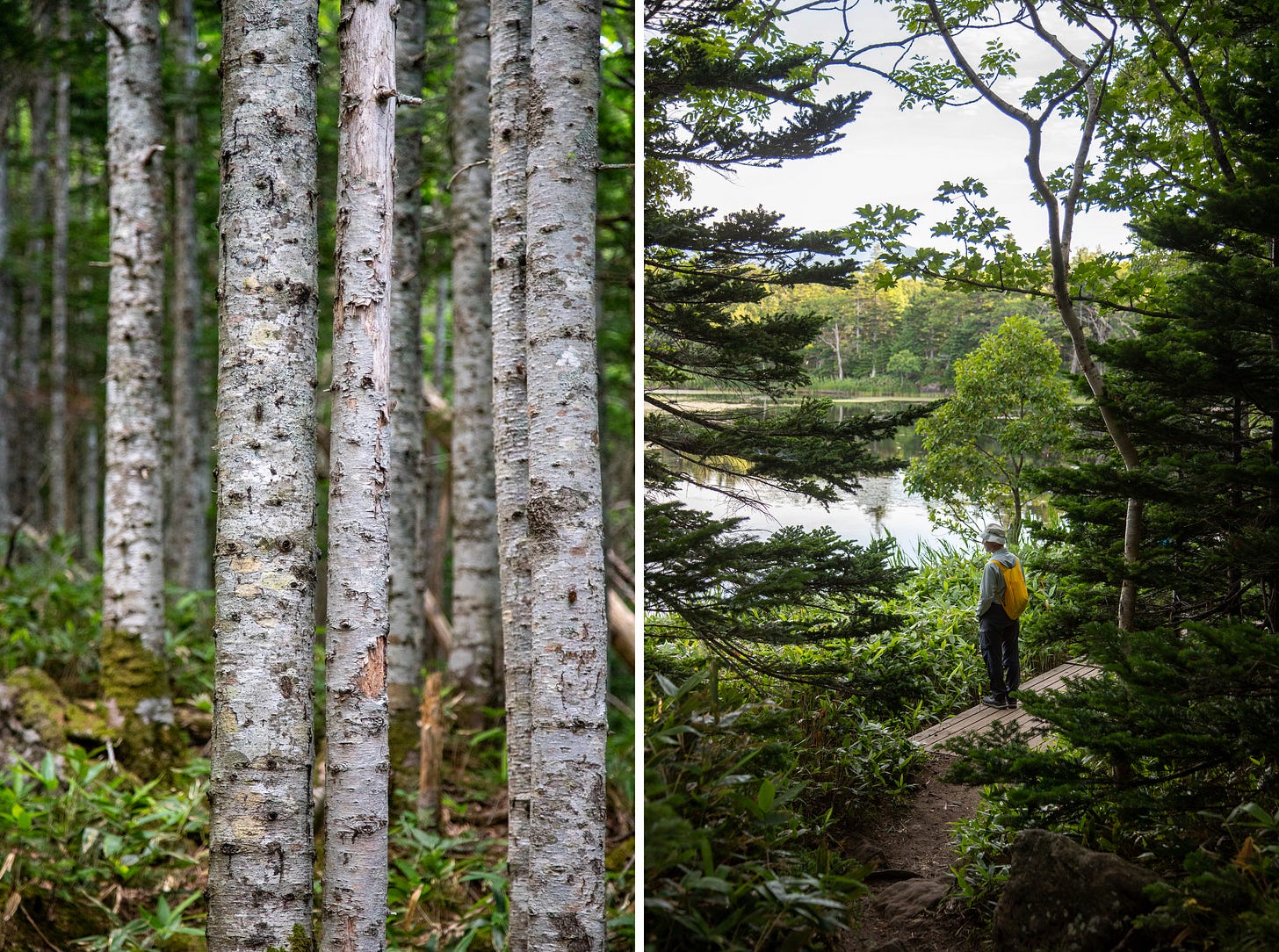 Left, pale lichen-covered tree trunks standing close together above bamboo grass. Right, a hiker with a yellow backpack on a narrow path through dark conifers, looking out toward a lake.