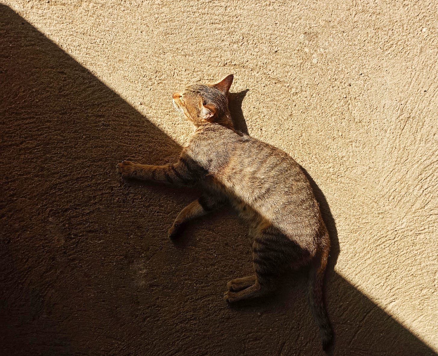 A tabby cat resting on a textured surface, half in sunlight and half in shadow, creating a striking contrast.