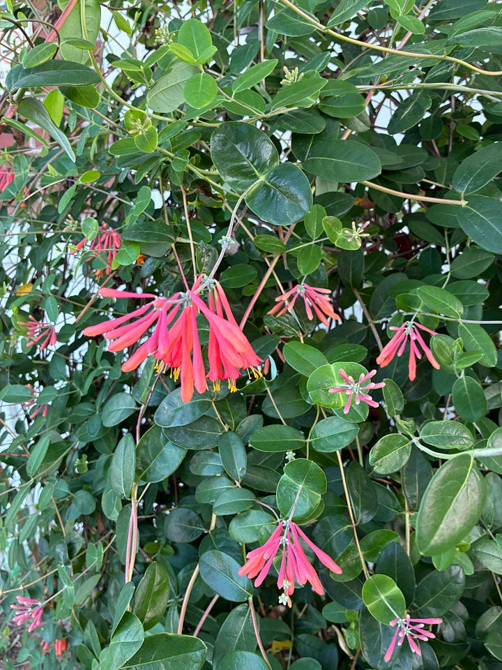 Current blooms in the Florida-Friendly Landscaping demo garden includes red-orange tubular flowers of coral honeysuckle, yellow umbels of dill, red spikes of coral bean tree, and light purple spikes of pickerel weed..