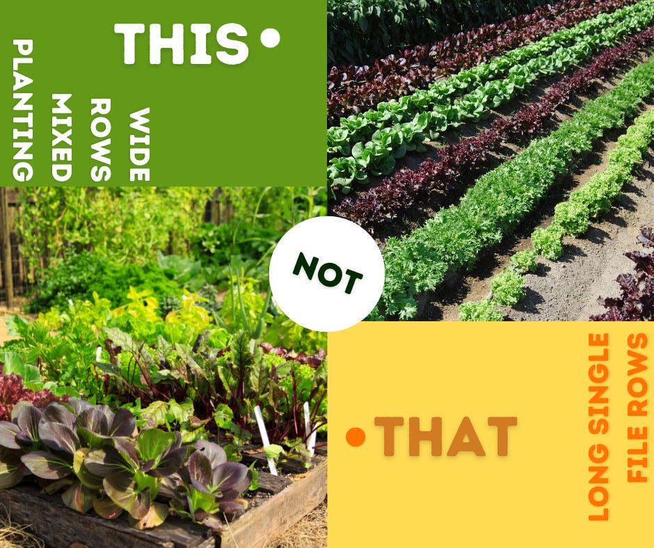 comparison with wide garden rows on left and single file rows on the right