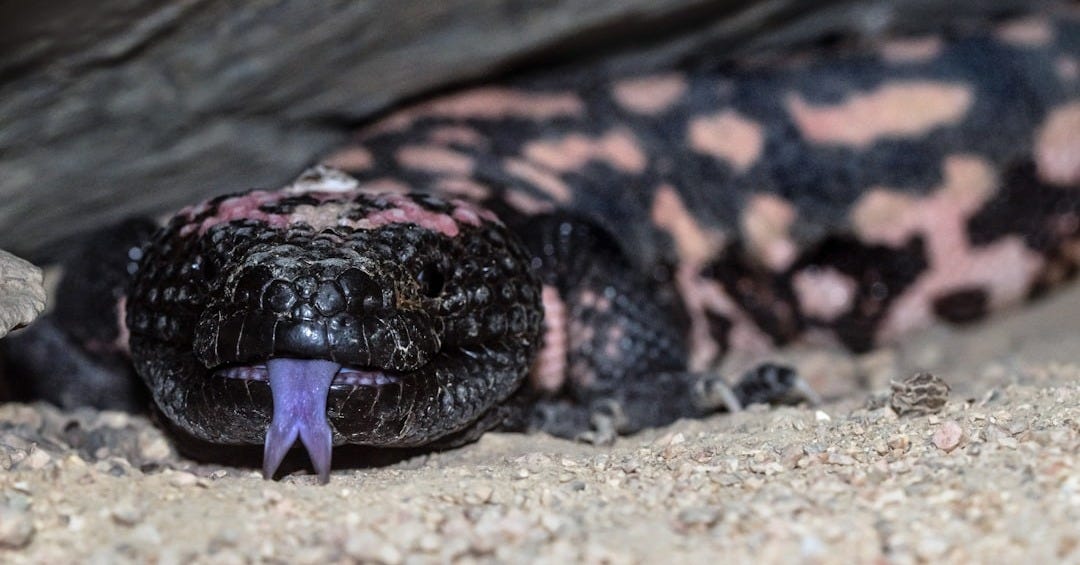black and brown snake on brown tree trunk black and brown snake on brown tree trunk