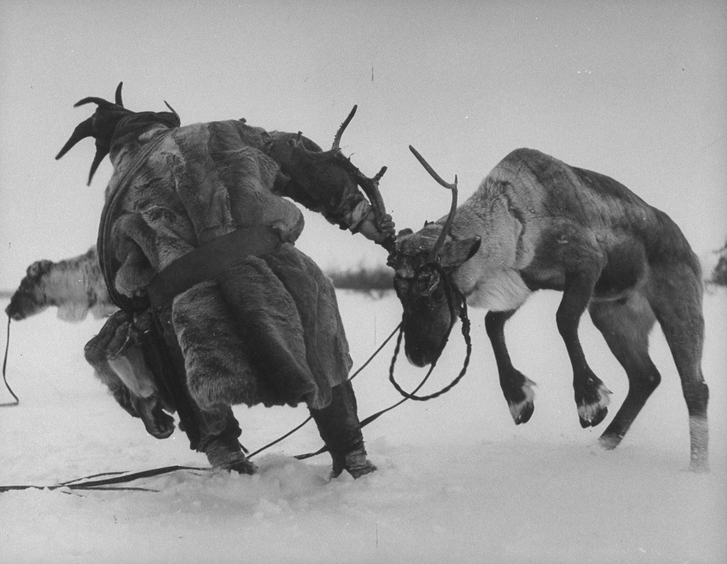 A powerful image of a Sámi man grappling with his reindeer in Finland, 1949, showcasing the traditional nomadic lifestyle.
