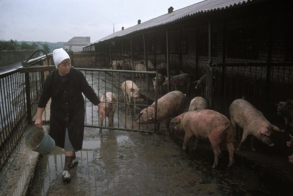 Miners’ collective farm, a source of meat and provisions for workers. Miners’ collective farm, a source of meat and provisions for workers.