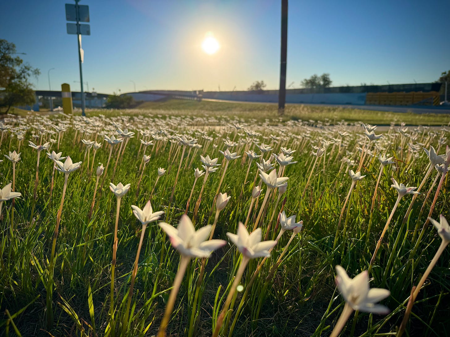 Rain lilies with rising sun and highway onramp