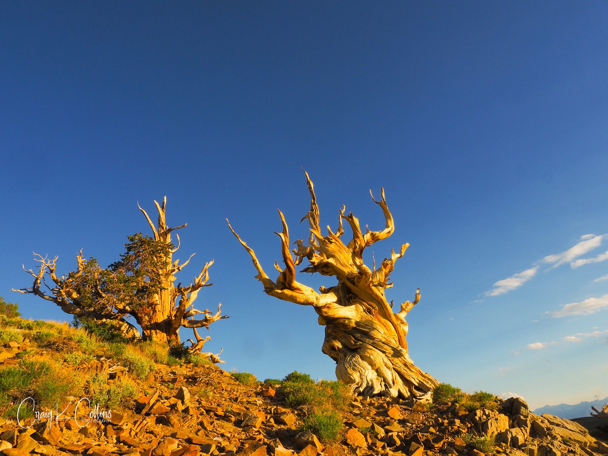 The Sentinels, a pair of ancient bristlecone pines atop the White Mountains of Eastern California, catching the final rays of another day. Together, they have experienced nearly 1.3 million sunsets. (Photo: ©Craig K. Collins)