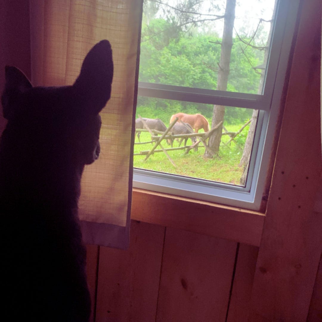 A small black dog with pointy ears pictured from behind as he views two grey ponies and one palomino out the window.