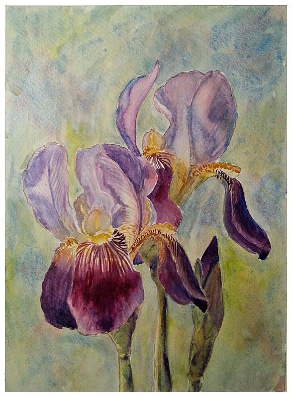 Purple and lavendar irises, one light background, one dark background