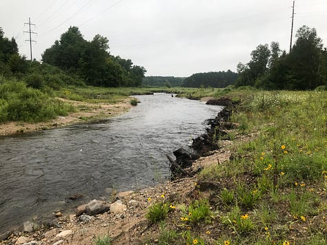 river with native grasses and saplings